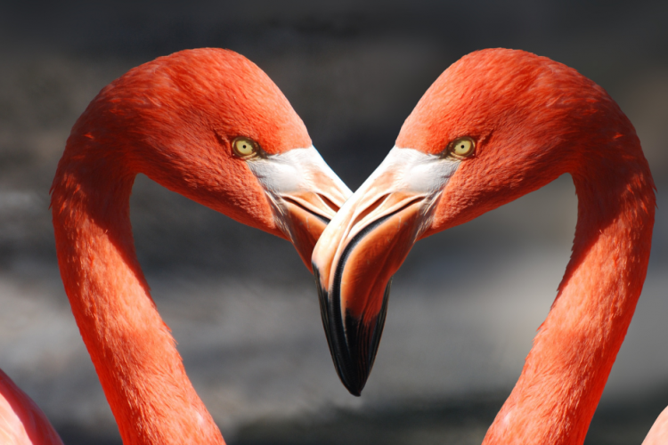 key west flamingos