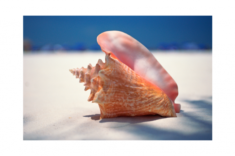 conch shell blowing contest